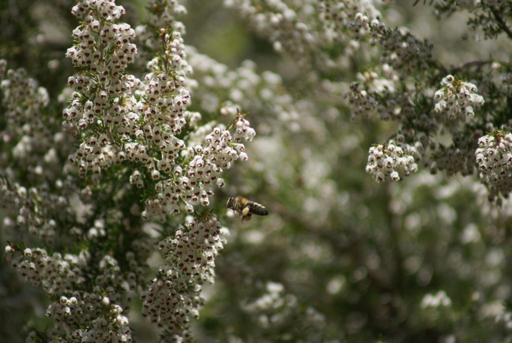 SONY DSC