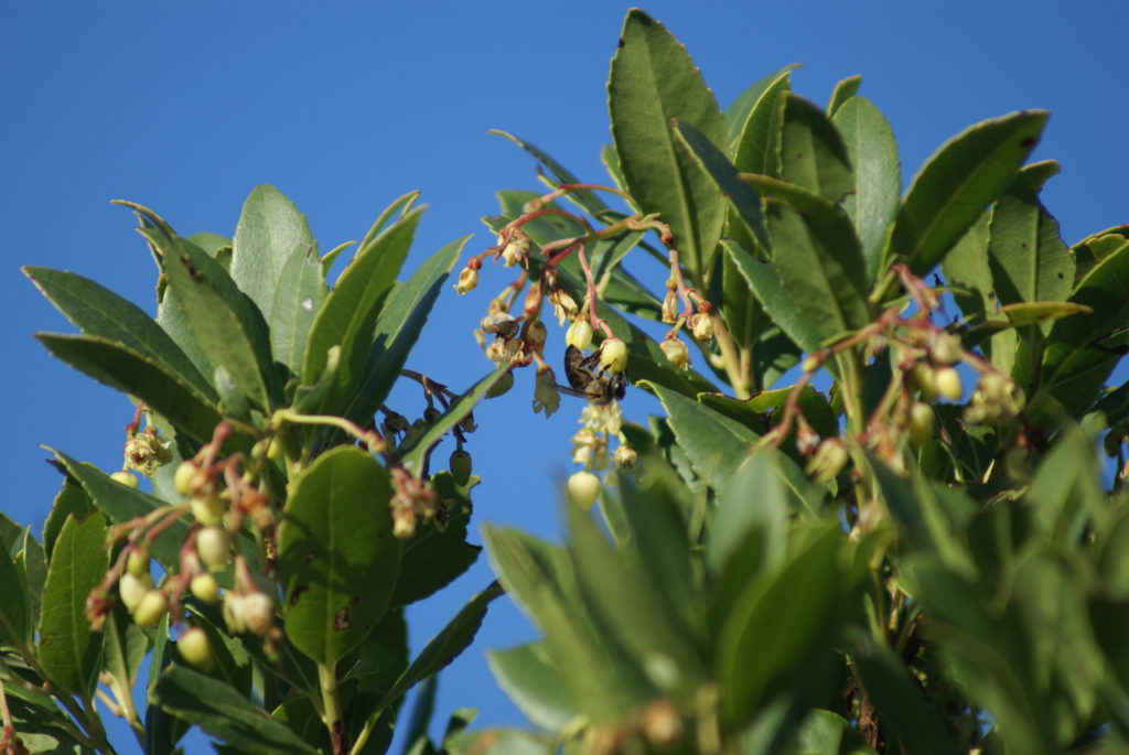 SONY DSC